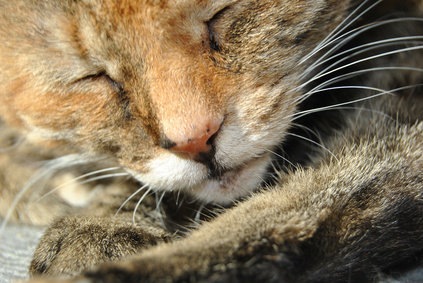 TV-Doku: „Lebenslinien – Die Dottoressa und die Streuner“